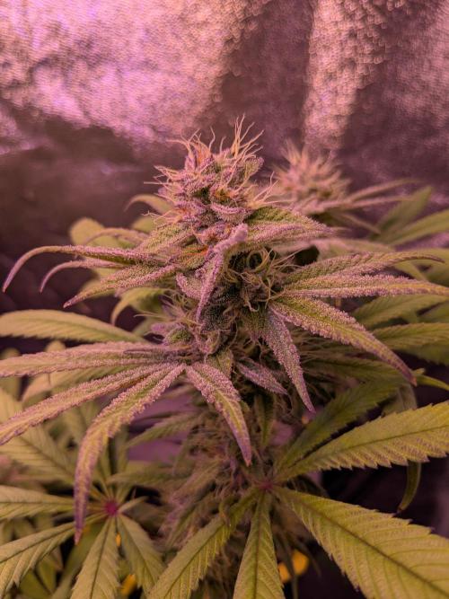 Black Mamba #42. Week 10