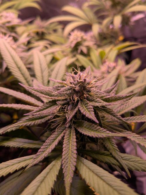 Black Mamba #42. Week 10