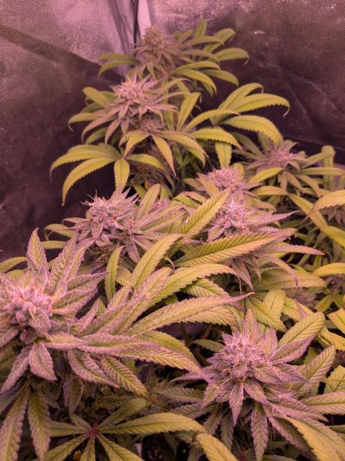 Black Mamba #42. Week 11