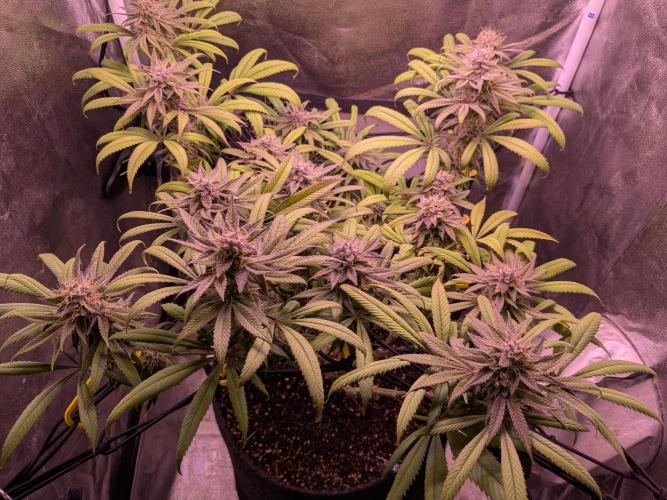 Black Mamba #42. Week 11