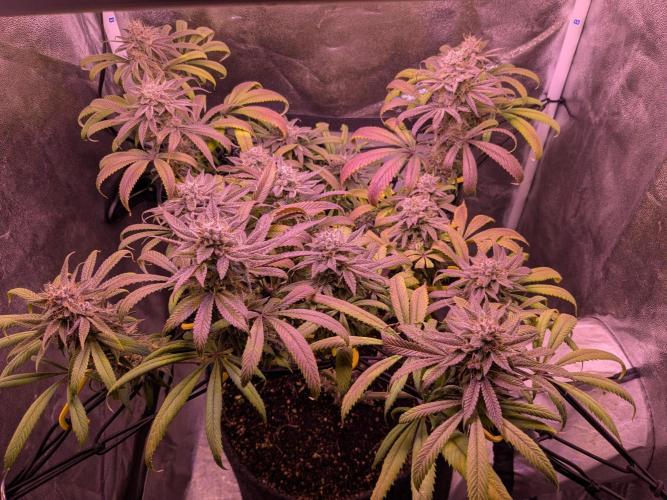 Black Mamba #42. Week 12