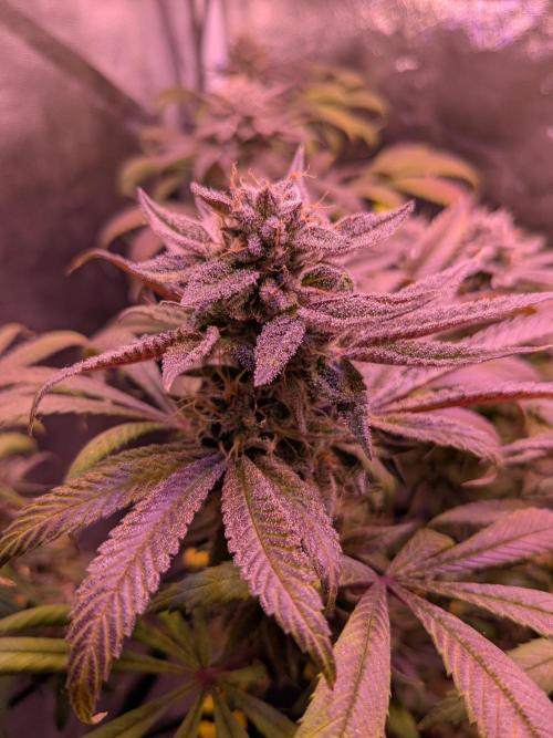 Black Mamba #42. Week 12