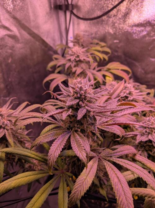 Black Mamba #42. Week 12