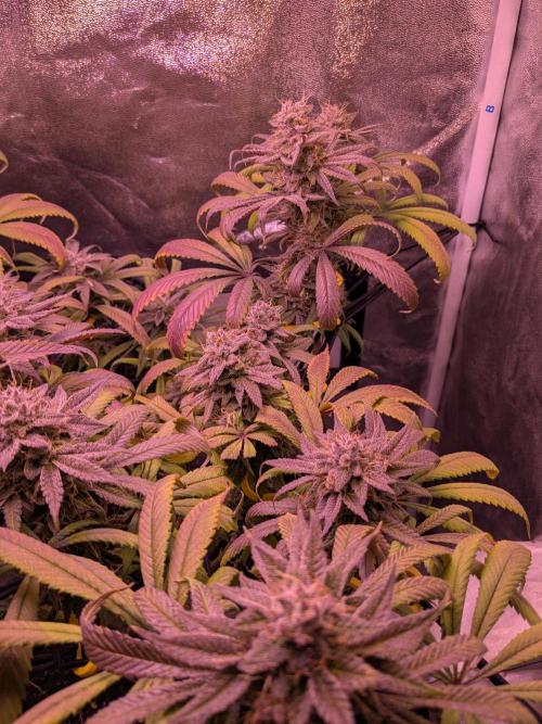 Black Mamba #42. Week 12