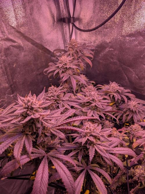 Black Mamba #42. Week 13