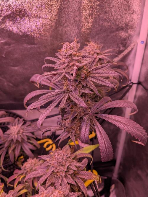 Black Mamba #42. Week 13