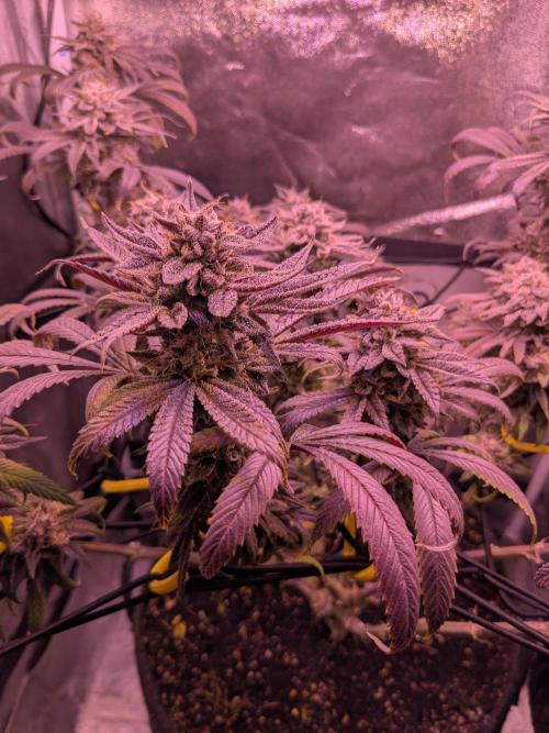 Black Mamba #42. Week 13