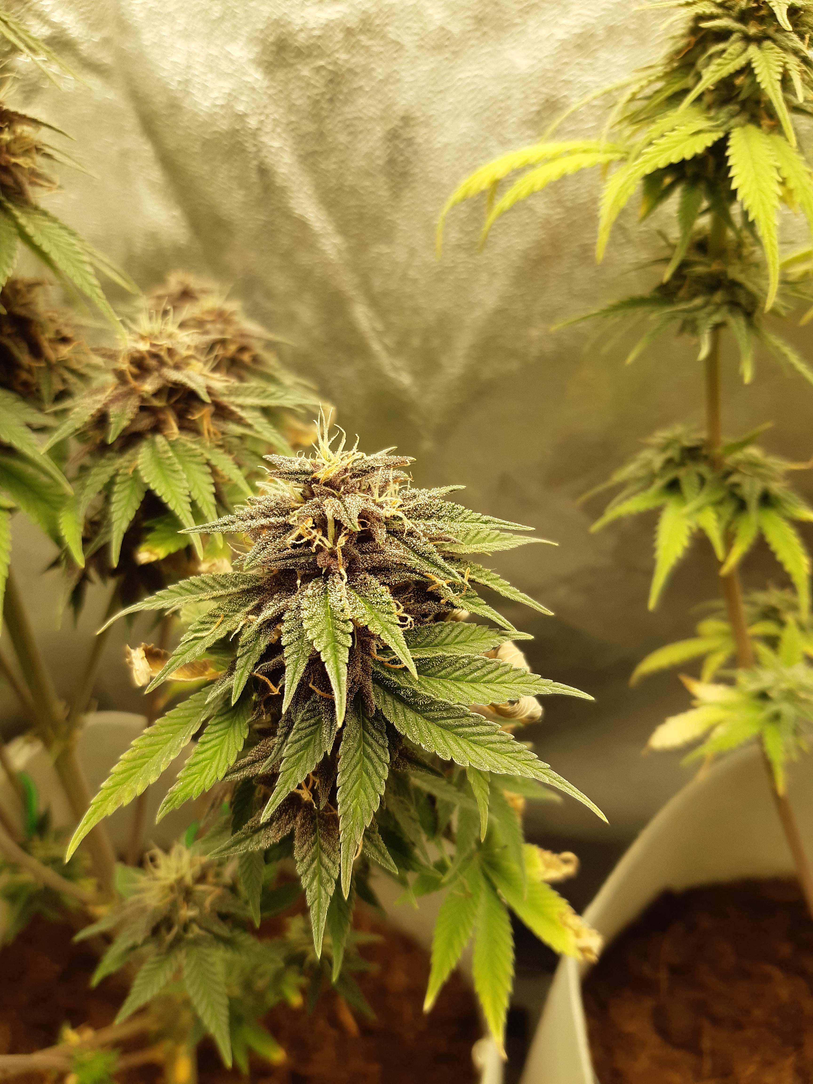 Fast Buds Strawberry Pie Auto grow diary (journal) week8 by EARL_GRASS