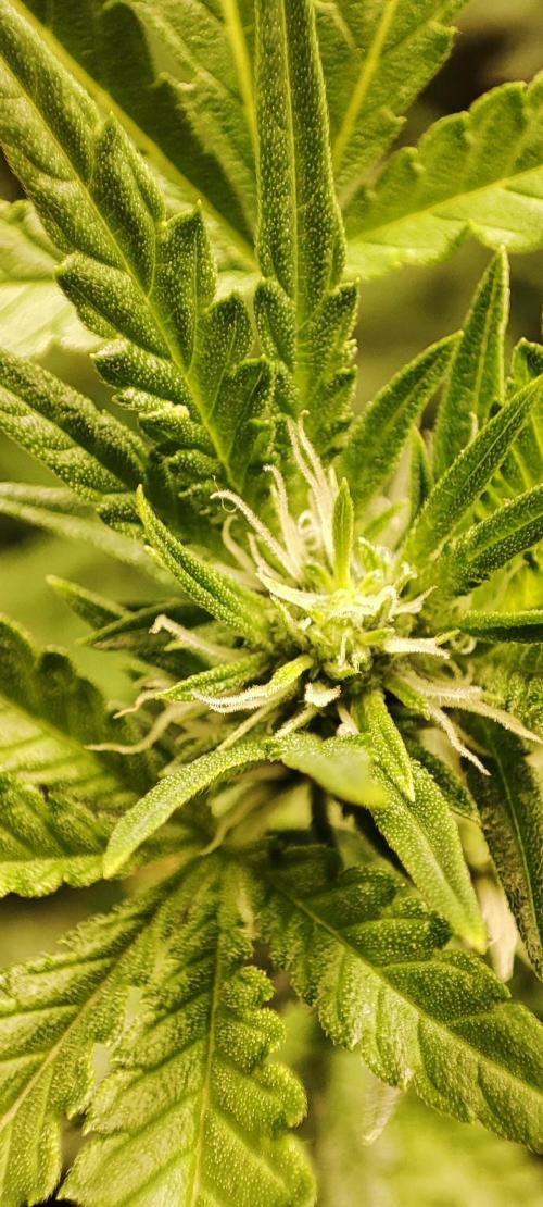 KUSH. Week 6 - Junky