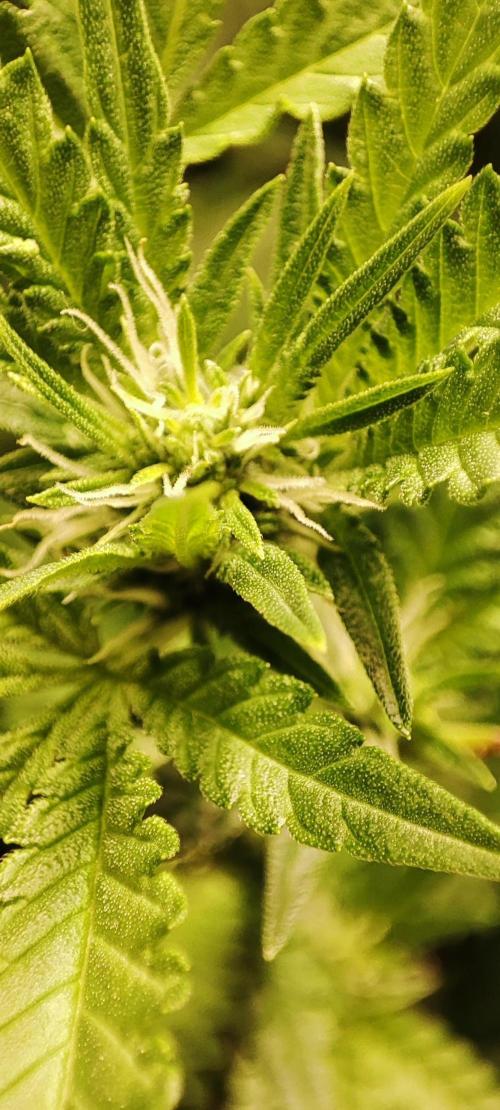 KUSH. Week 6 - Seed junky