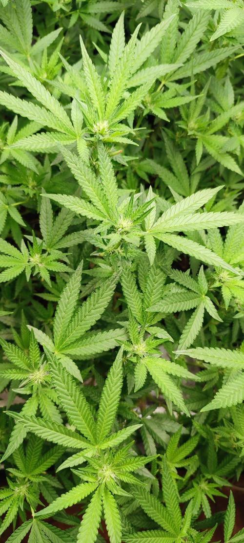 KUSH. Week 6 - Junky