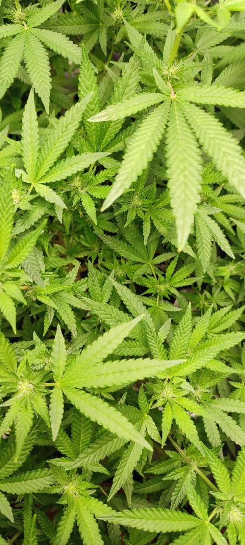 KUSH. Week 6 - Junky