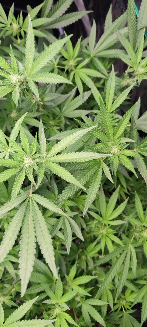 KUSH. Week 6 - Junky