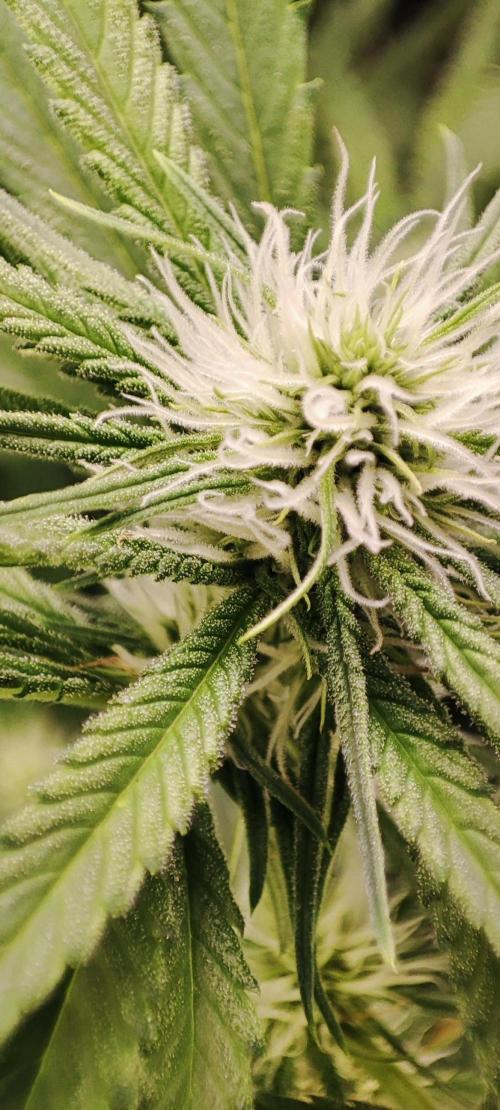 KUSH. Week 6 - Choco