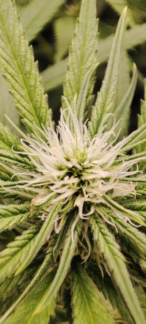 KUSH. Week 6 - Choco