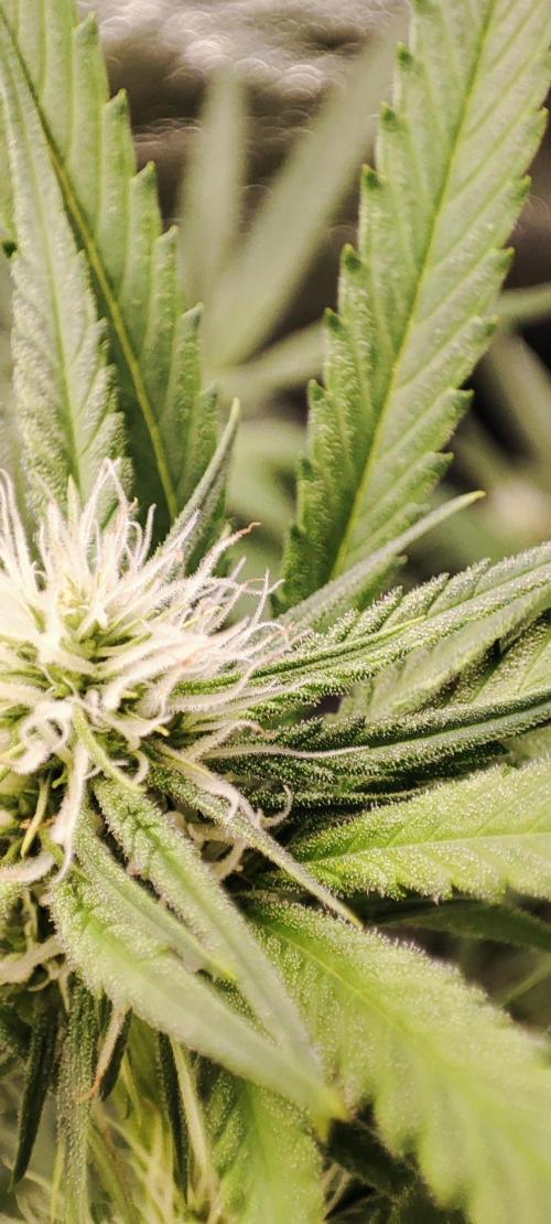 KUSH. Week 6 - Choco