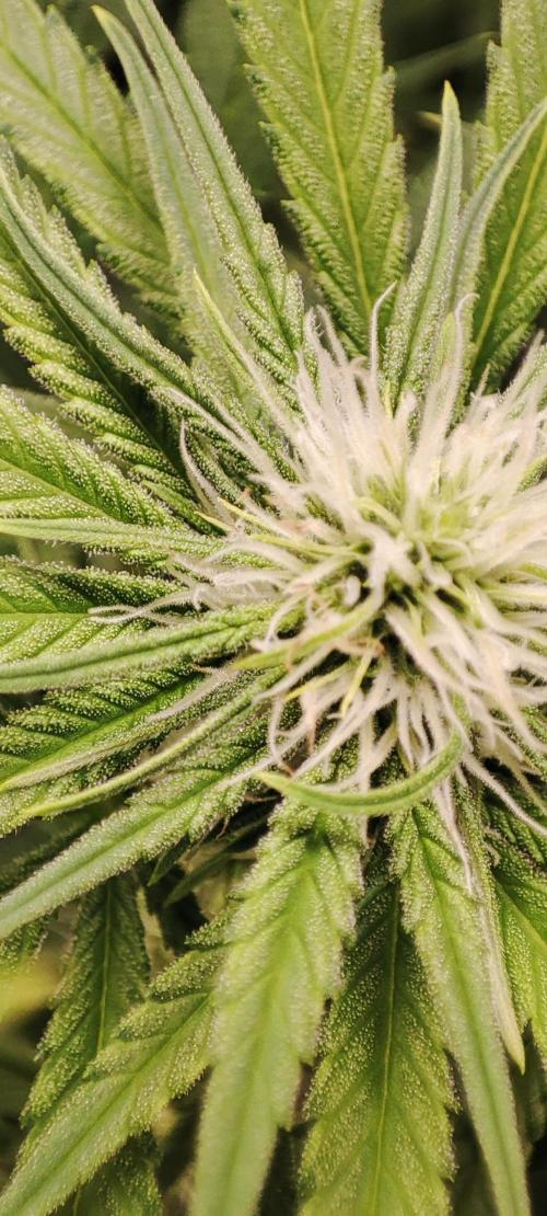 KUSH. Week 6 - Choco