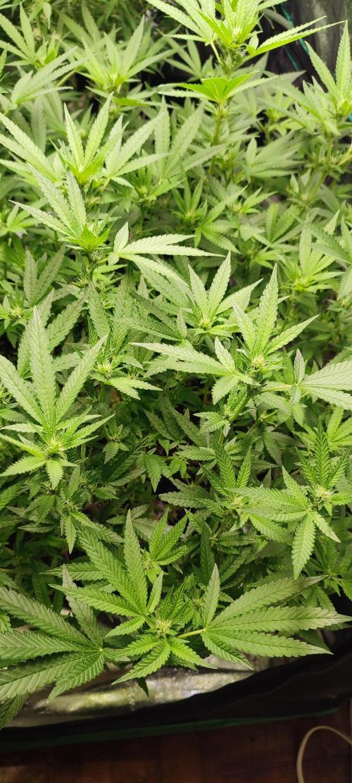 KUSH. Week 6 - Junky