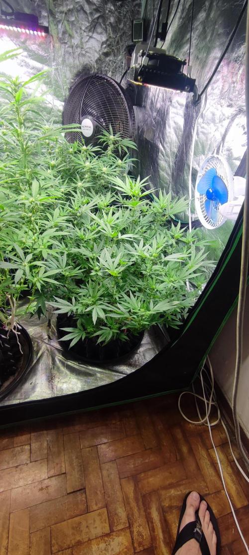 KUSH. Week 6 - Junky