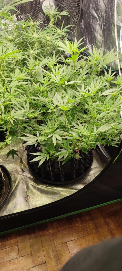 KUSH. Week 6 - Junky