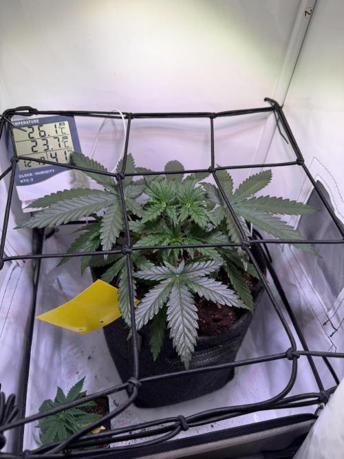 North Thunderfuck. Week 5