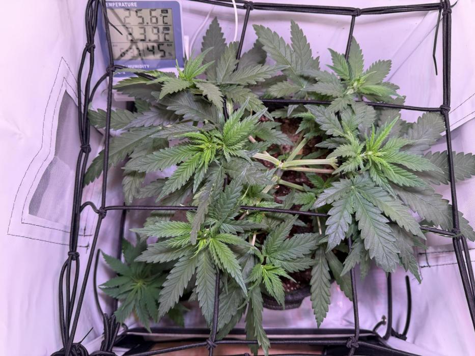 North Thunderfuck. Week 6 - Scrog 