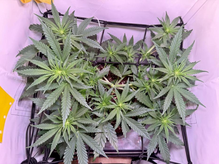 North Thunderfuck. Week 7