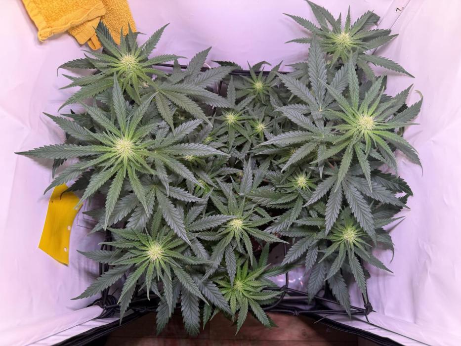 North Thunderfuck. Week 8