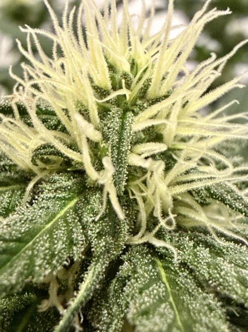 North Thunderfuck. Week 9