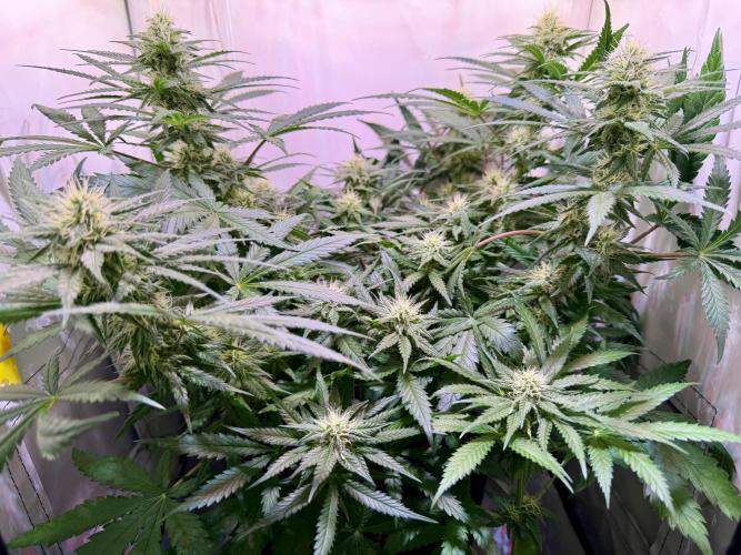 North Thunderfuck. Week 9 - Day 35 of flowering, Buds continue stacking