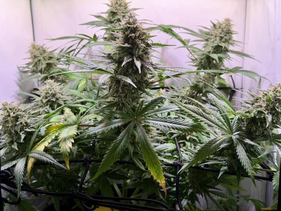 North Thunderfuck. Week 12