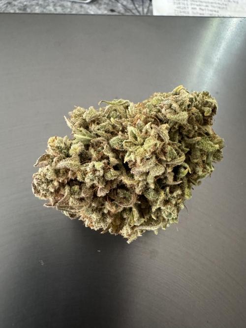 Royal Jack Automatic. Week 10