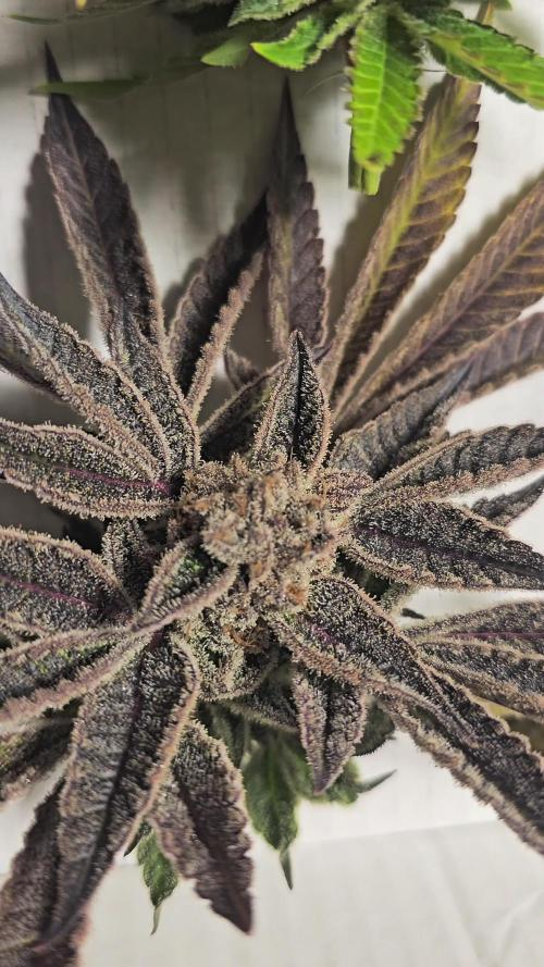 Getting zesty: Lemon Orange in a 40x40cm