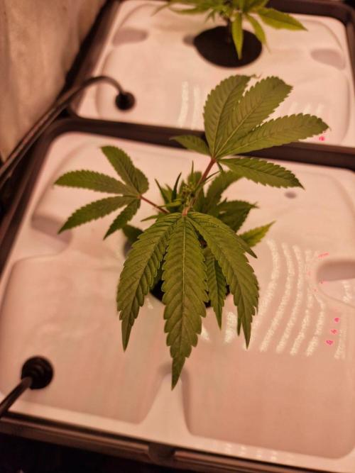 DTW HPA|High Pressure Aeroponic|DSH. Week 1