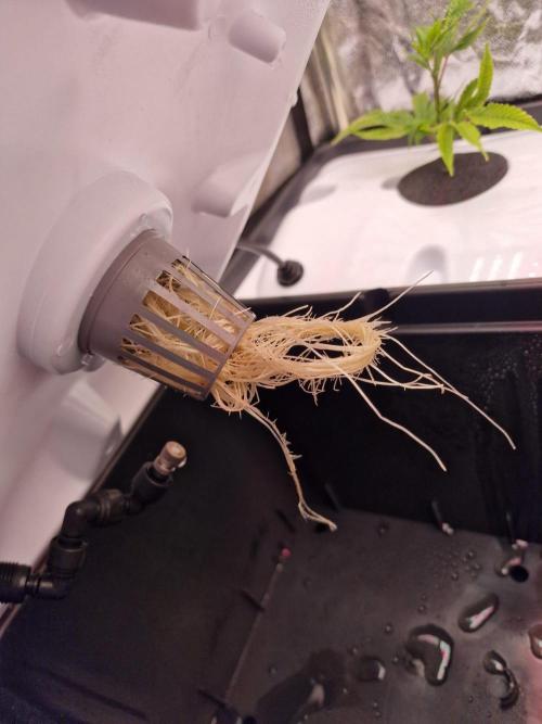 DTW HPA|High Pressure Aeroponic|DSH. Week 1