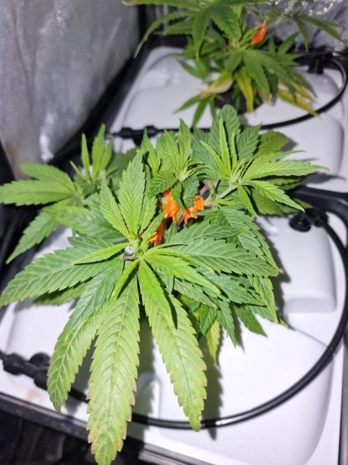 DTW HPA|High Pressure Aeroponic|DSH. Week 2 - Magnesium Mangel