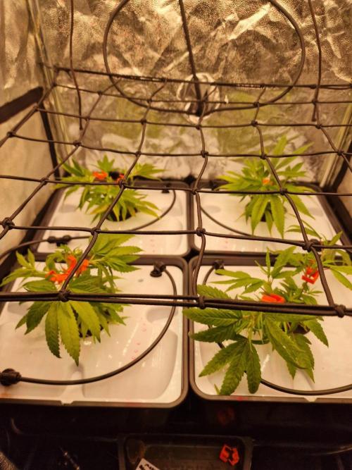 DTW HPA|High Pressure Aeroponic|DSH. Week 2
