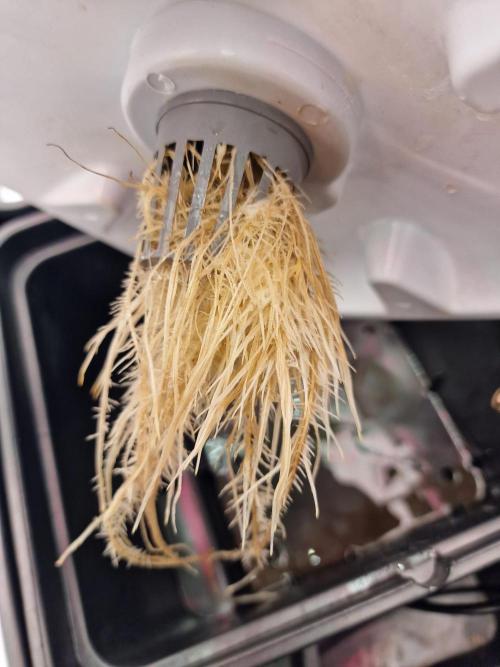 DTW HPA|High Pressure Aeroponic|DSH. Week 2 - Akklimatisierung Wurzeln / start Feathering