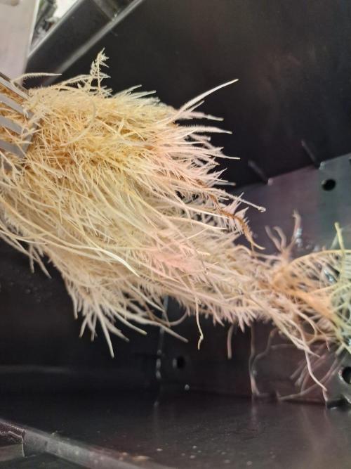 DTW HPA|High Pressure Aeroponic|DSH. Week 3