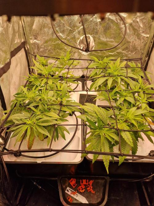 DTW HPA|High Pressure Aeroponic|DSH. Week 3