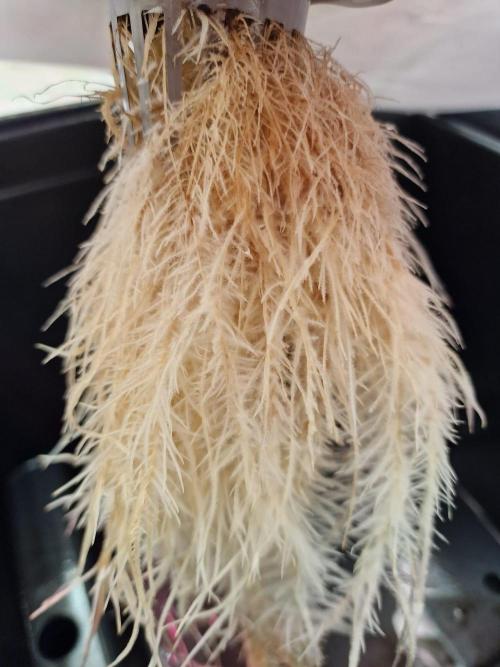 DTW HPA|High Pressure Aeroponic|DSH. Week 3