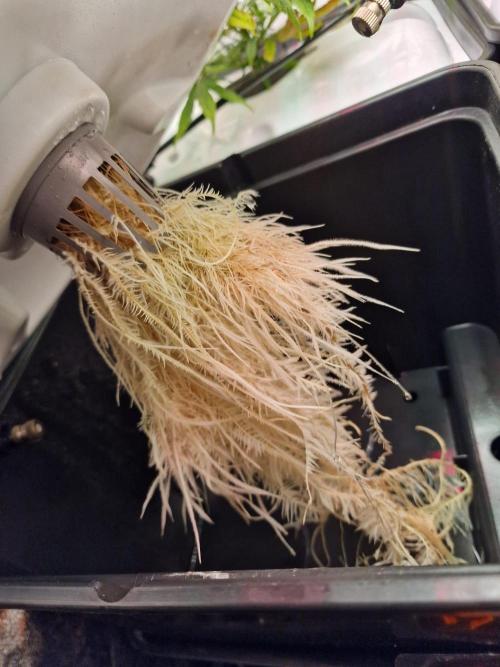 DTW HPA|High Pressure Aeroponic|DSH. Week 4 - BT17