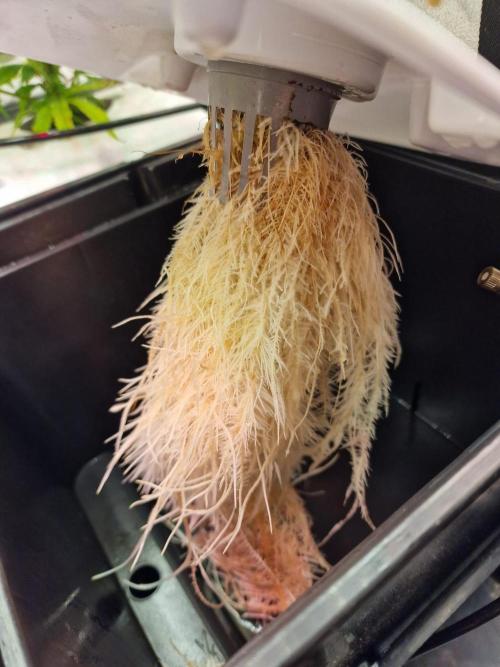DTW HPA|High Pressure Aeroponic|DSH. Week 4 - BT17 