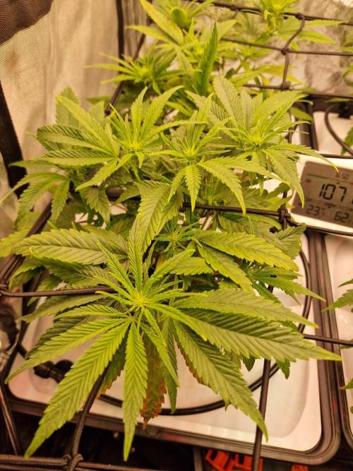 DTW HPA|High Pressure Aeroponic|DSH. Week 4 - BT17