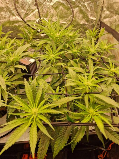 DTW HPA|High Pressure Aeroponic|DSH. Week 4 - FD20