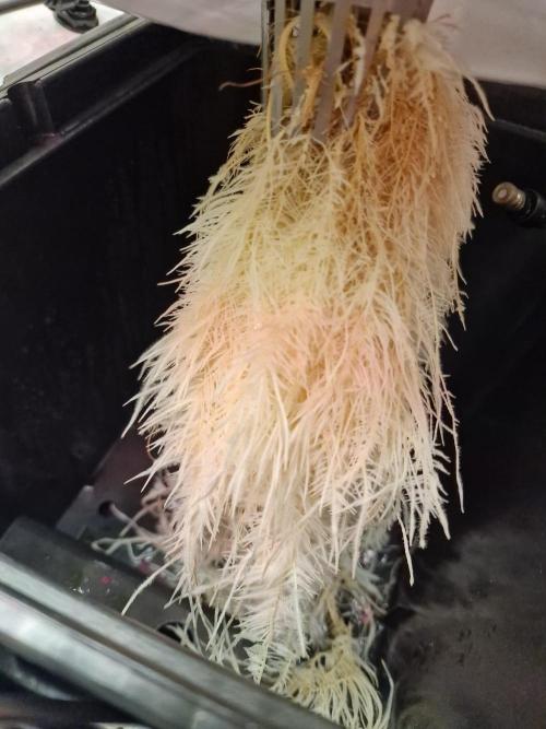 DTW HPA|High Pressure Aeroponic|DSH. Week 4 - FD20