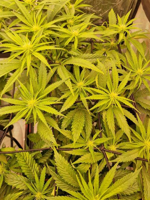 DTW HPA|High Pressure Aeroponic|DSH. Week 5 - FD20