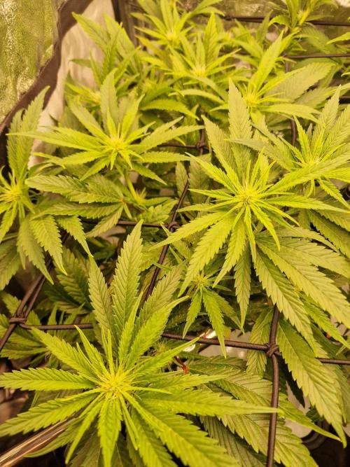 DTW HPA|High Pressure Aeroponic|DSH. Week 5 - FD20