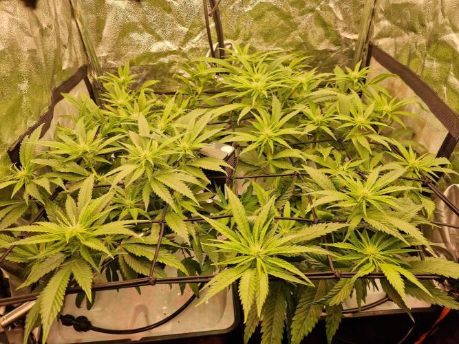 DTW HPA|High Pressure Aeroponic|DSH. Week 5 - FD20