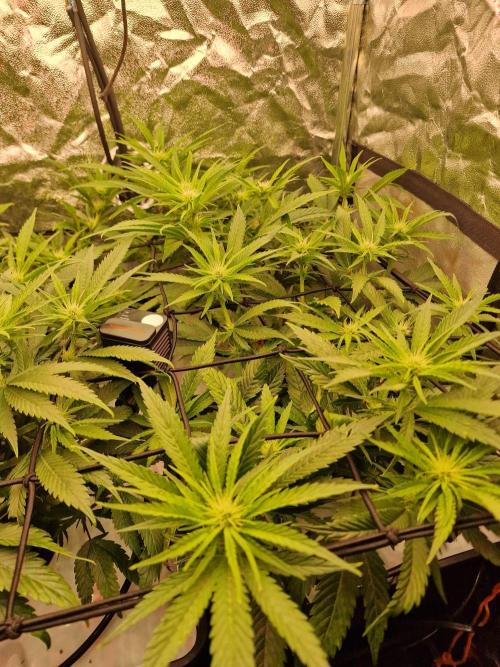 DTW HPA|High Pressure Aeroponic|DSH. Week 5 - FD 21: Aggressive 'Praying Leaves' 1 hour after lights on. Perfect turgor pressu